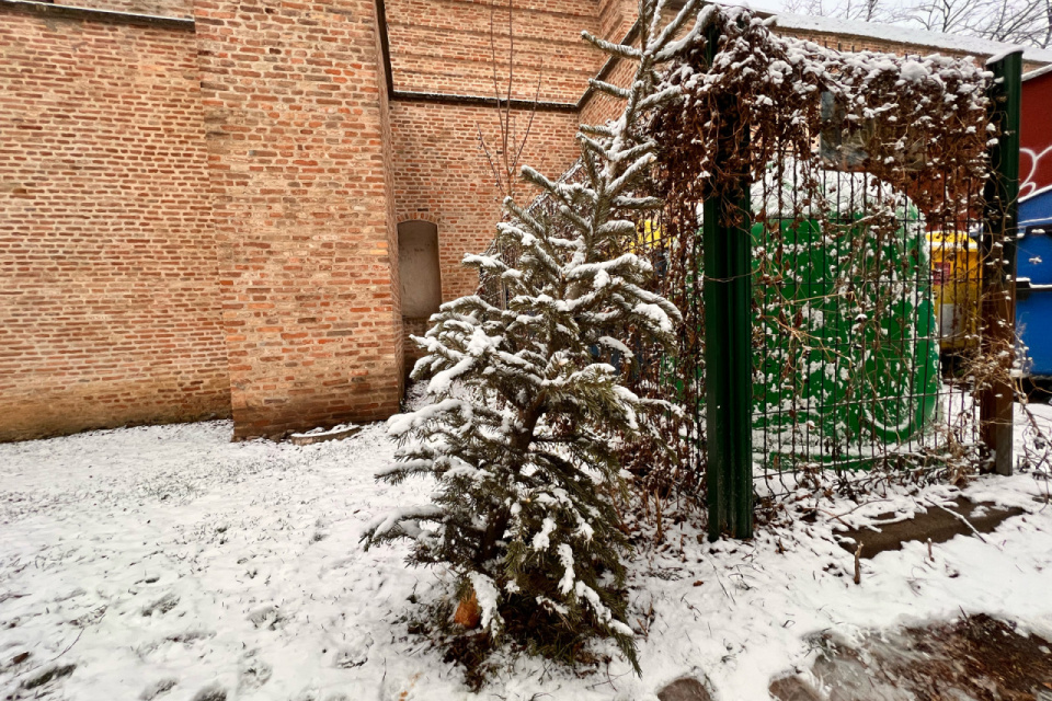 Prvé stromčeky už pribúdajú na stojiskách v Trnave. | Foto- red.