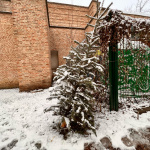 Prvé stromčeky už pribúdajú na stojiskách v Trnave. | Foto- red.