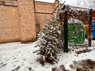 Prvé stromčeky už pribúdajú na stojiskách v Trnave. | Foto- red.