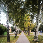 Alej v Gabčíkove I Foto: Patrik Václavik