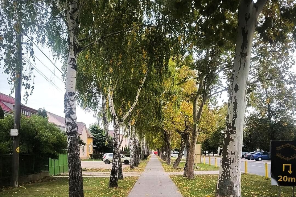 Alej v Gabčíkove I Foto: Patrik Václavik