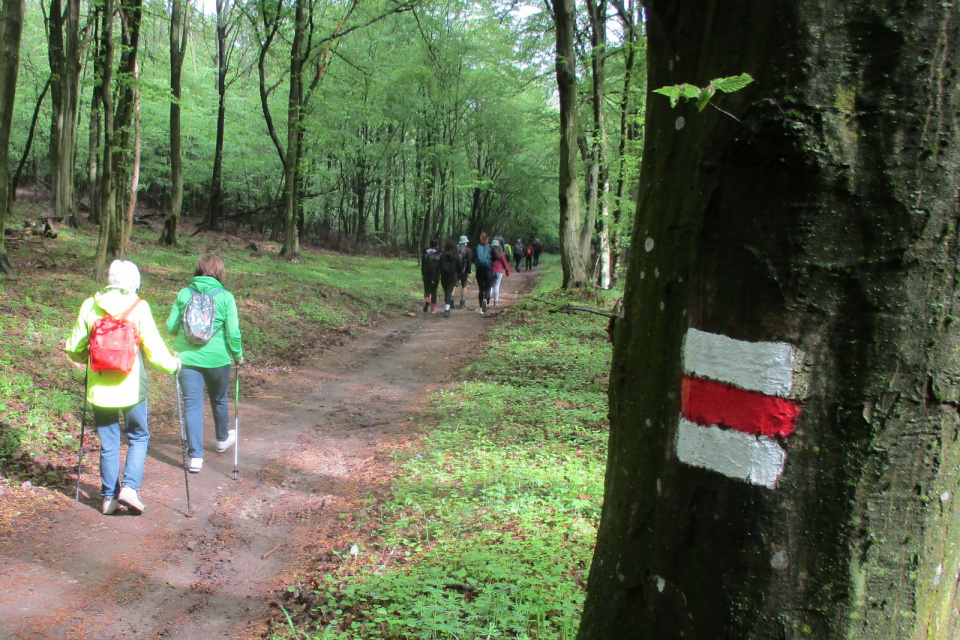 Po ceste si všímajte turistické značky | pochod HP (2025), Zdroj: KST Hlohovec