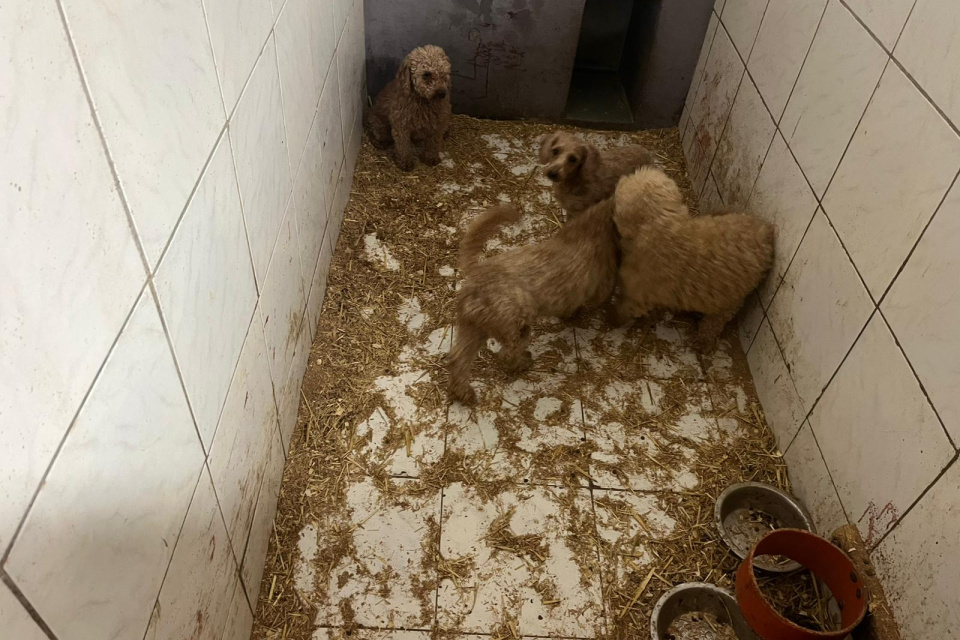 Minulý rok zachránili počas jedného dňa z množiarne viac ako 270 psíkov | Zdroj: Štátna veterinárna a potravinová správa SR 