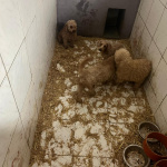 Minulý rok zachránili počas jedného dňa z množiarne viac ako 270 psíkov | Zdroj: Štátna veterinárna a potravinová správa SR 