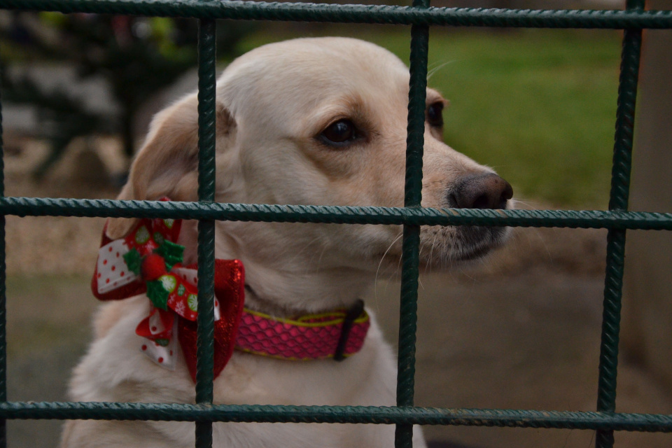 Aký majú nový rok psíky a mačičky z útulku? | Zdroj: Trnavský útulok