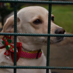 Aký majú nový rok psíky a mačičky z útulku? | Zdroj: Trnavský útulok