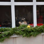 Adopcia je ďalšia šanca na nový domov, pomáhať sa dá však aj inak | Zdroj: Trnavský útulok