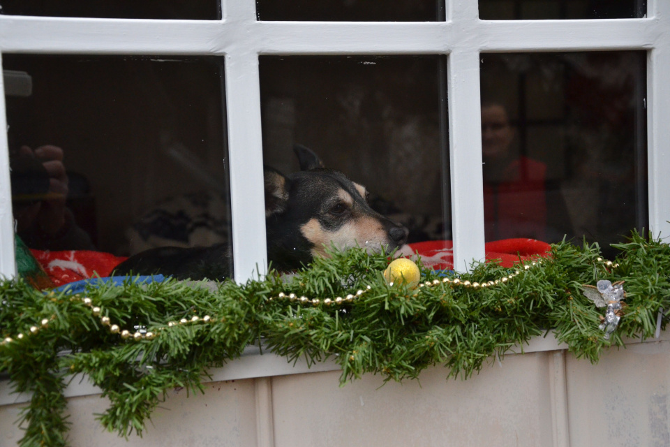 Adopcia je ďalšia šanca na nový domov, pomáhať sa dá však aj inak | Zdroj: Trnavský útulok