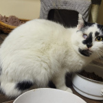 Nie všetky zvieratá sa do útulku dostali zdravé, Nica má za sebou bolestivý príbeh | Zdroj: FB Viac úsmevov - útulok Piešťany