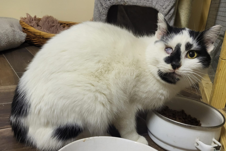 Nie všetky zvieratá sa do útulku dostali zdravé, Nica má za sebou bolestivý príbeh | Zdroj: FB Viac úsmevov - útulok Piešťany