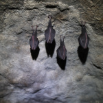 Netopierov v malokarpatských jaskyniach ubudlo | Zdroj: CHKO Malé Karpaty