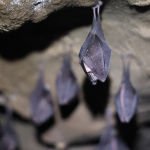 Zaznamenané netopiere v jaskyniach | Zdroj: CHKO Malé Karpaty
