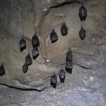 V jaskyniach zaznamenali dva druhy netopierov | Zdroj: CHKO Malé Karpaty