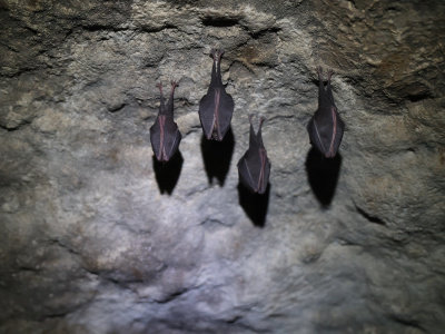 Netopierov v malokarpatských jaskyniach ubudlo | Zdroj: CHKO Malé Karpaty