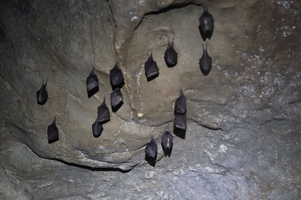 V jaskyniach zaznamenali dva druhy netopierov | Zdroj: CHKO Malé Karpaty