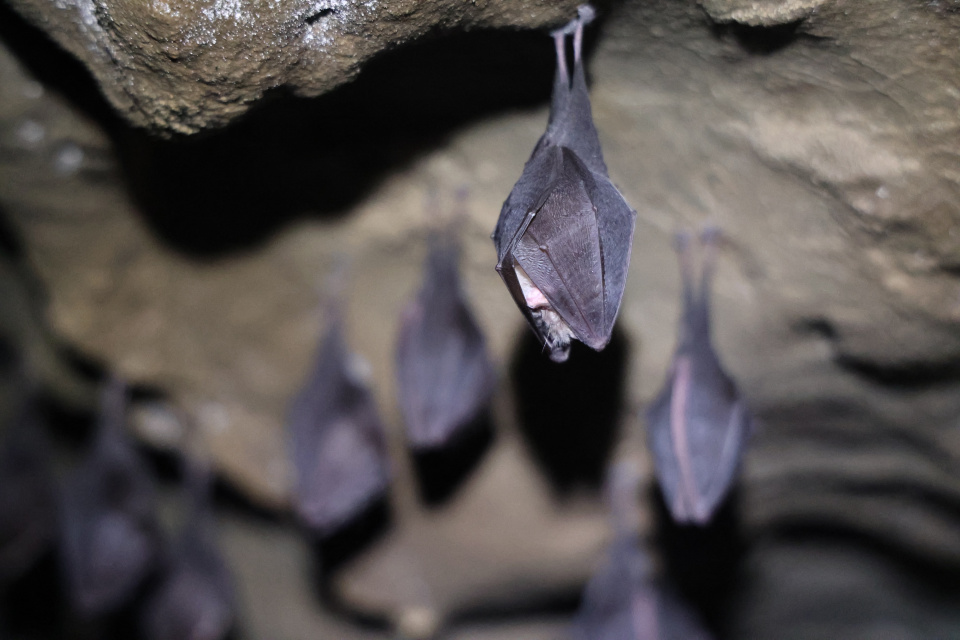 Zaznamenané netopiere v jaskyniach | Zdroj: CHKO Malé Karpaty