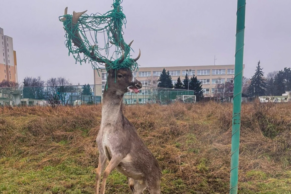 Pri zákroku zrejme museli zviera trochu omámiť. Do voľnej prírody šlo nesmelým krokom. | Foto: HaZZ