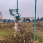 Pri zákroku zrejme museli zviera trochu omámiť. Do voľnej prírody šlo nesmelým krokom. | Foto: HaZZ