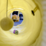 V Meow Hoteli sa mačací hostia nudiť určite nebudú | Foto: Trnavské rádio 