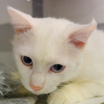 Kým majitelia Caspera riešia sťahovanie, on si užíva dovolenku v Meow Hoteli | Foto: Trnavské rádio