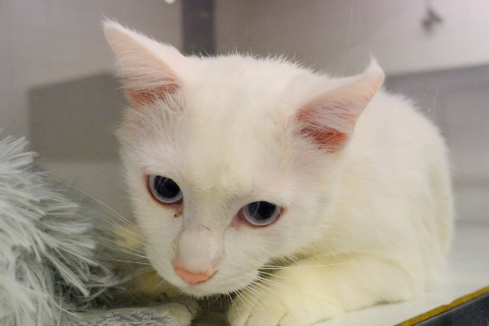 Kým majitelia Caspera riešia sťahovanie, on si užíva dovolenku v Meow Hoteli | Foto: Trnavské rádio