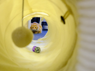 V Meow Hoteli sa mačací hostia nudiť určite nebudú | Foto: Trnavské rádio 