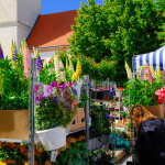 Májový kvet patrí medzi obľúbené podujatia | Foto: Trnavské rádio