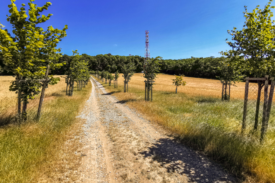 V ankete uspela alej zo Záhoria | Zdroj: OZ Človek a krajina