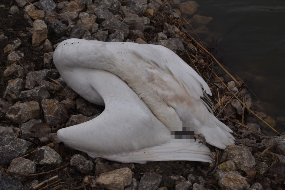 Labuť skonala v oblasti od Kátova. | Foto: Peťo F. Čimbora, Skalicko