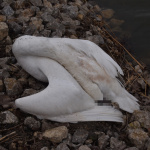 Labuť skonala v oblasti od Kátova. | Foto: Peťo F. Čimbora, Skalicko