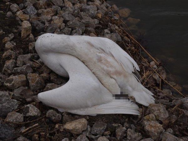 Labuť skonala v oblasti od Kátova. | Foto: Peťo F. Čimbora, Skalicko