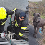 Asi zo štvormetrovej hĺbky ich vytiahli s nasadením rebríkov a zdvíhacích zariadení. | Foto: HaZZ