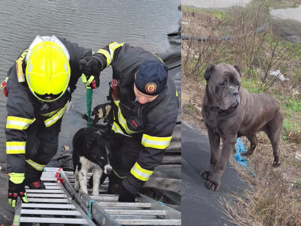 Asi zo štvormetrovej hĺbky ich vytiahli s nasadením rebríkov a zdvíhacích zariadení. | Foto: HaZZ