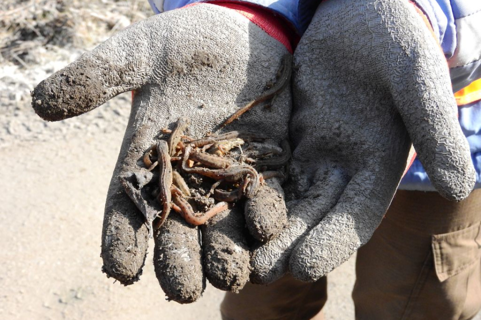 Zachránené obojživelníky | Zdroj: Správa CHKO Záhorie