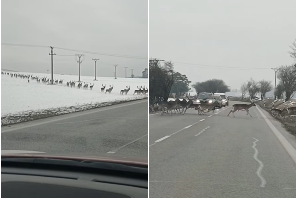 Vodiči púšťali stádo, akoby stáli na železničnom priecestí. | Foto: Marek Mikula, Dopravný servis SE, SI a okolie