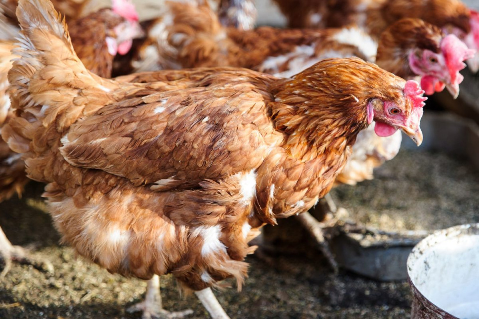 Zbystriť by mali najmä chovatelia v Holíči, Skalici, Vrádišti a Kátove. | Zdroj: SITA 