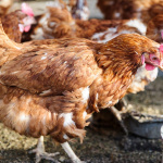 Zbystriť by mali najmä chovatelia v Holíči, Skalici, Vrádišti a Kátove. | Zdroj: SITA 