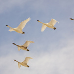 Veterinári vyzývajú na zvýšenú obozretnosť. | Zdroj: SITA 