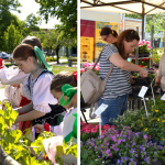Každoročnou súčasťou Flora Festu je stavanie mája, tradícia nebude chýbať ani tento rok | Zdroj foto (Flora Fest 2025): seredskenoviny