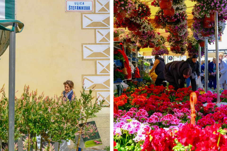 Májový kvet opäť rozvonia Trnavu | Foto (Májový kvet 2025): redakcia, Dušan Vančo