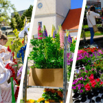 V apríli a v máji sa pripravte na kvetinové festivaly, ktoré zaplavia náš kraj | Zdroj foto: Sereď, Dušan Vančo