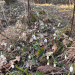 Vrchy sú aktuálne posiate snežienkami | Foto: Zuzana Benková, Trnavské rádio