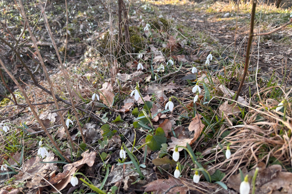Vrchy sú aktuálne posiate snežienkami | Foto: Zuzana Benková, Trnavské rádio