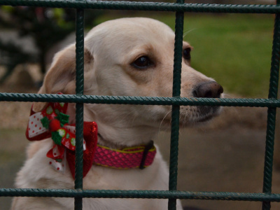 Župa sa rozhodla vyčleniť zdroje na pomoc zvieracím útulkom | Zdroj: Trnavský útulok