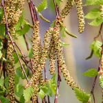 Agresívnym alergénom je počas jari najmä rozkvitnutá breza | Zdroj ilustr. obrázka: Pixabay