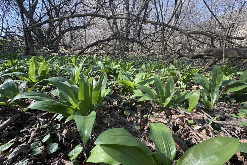 Od marca až do mája si môžete naplánovať prechádzku za medvedím cesnakom | Foto (Lošonský háj): MIchaela Martišíková, redakcia