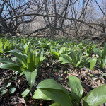 Od marca až do mája si môžete naplánovať prechádzku za medvedím cesnakom | Foto (Lošonský háj): MIchaela Martišíková, redakcia