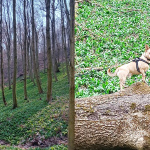 Vy ste fotili cesnak v Dolných Orešanoch a v Bukovej | Zdroj: fb, Adriana H., Anna F. 