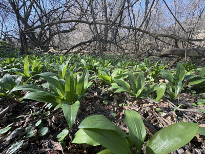 Od marca až do mája si môžete naplánovať prechádzku za medvedím cesnakom | Foto (Lošonský háj): MIchaela Martišíková, redakcia