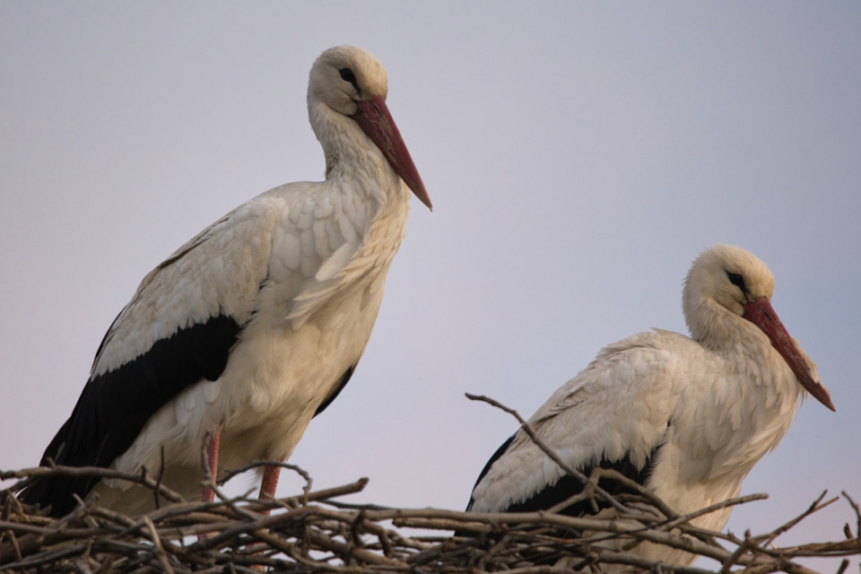 Z komína bývalého liehovaru v Špačinciach sa presťahovali na nové hniezdisko vytvorené na mieru. | Foto: Štefan Vavro, Špačinčan